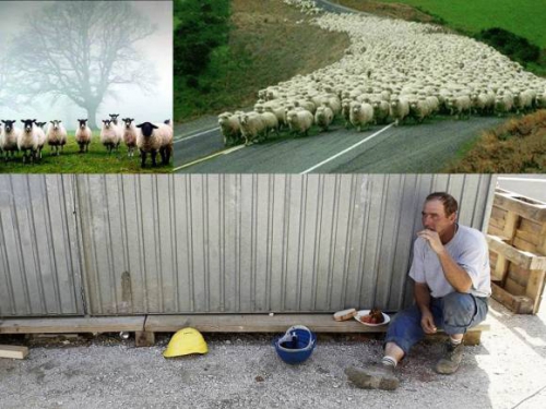 DO KDAJ OVCE - KDAJ SLEDI UPOR