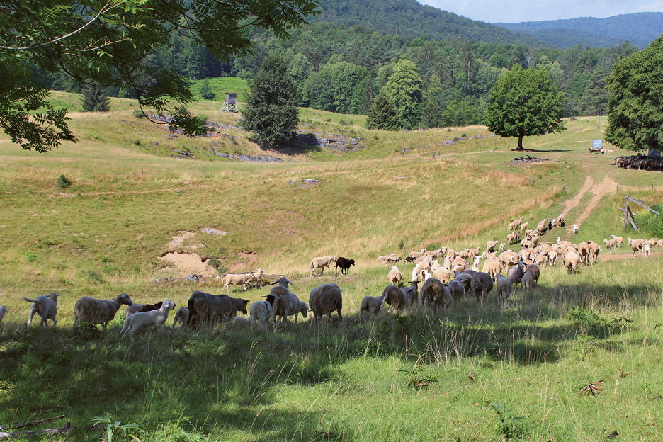 				Ovce so na paši pretežni del leta, vsako noč pa preživijo v hlevu.			