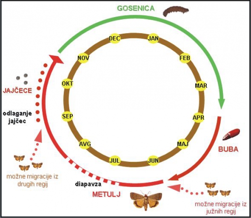 
				http://www.furs.si/svn/zvr/STROKInfo/sovke.asp<br>
<br>
Sovke so ličinke nočnih metuljev in se lahko v posameznih letih pojavijo zelo množično, saj samica odloži tudi do 1.600 jajčec.			