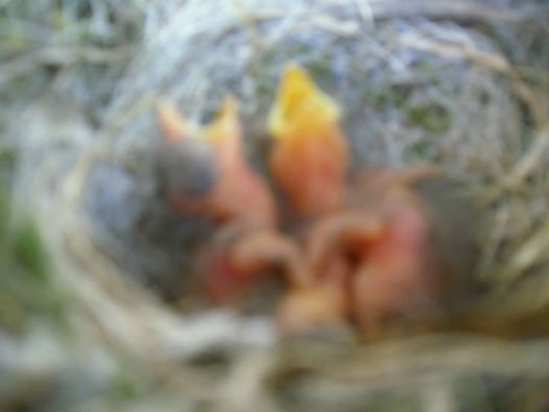 Fotografija: Na okenski polici v lončku odcvetelega amarilisa me je danes zjutraj pričakalo lepo presenečenje, ki ga moram deliti z vami, dragi prijatelji na FB.
Imam štiri nove siničke podgrivke.
Pred približno desetimi dnevi so bili tam šele trije jajčki, število katerih se je potem povečalo na štiri, in danes se je začelo novo življenje.
Vse dni sem strahoma zalivala rože na balkonu, ker je ptica vsakokrat odltetela iz gneza, če sem se približala, a najin trud je vendarle obrosil 