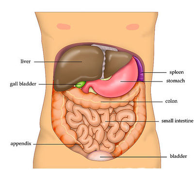 
				Human gut: Alimentary canal between the stomach and the anus. (Courtesy: MicrobeWiki - Kenyon College)			