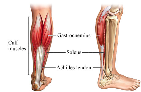 
				Calf muscles anatomy (Courtesy: Bodybuilding Wizard)			