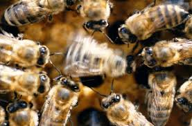 Rezultat iskanja slik za čebele na paši slike