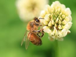Rezultat iskanja slik za čebele na paši slike