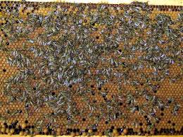 Rezultat iskanja slik za čebelji sat zalega slike