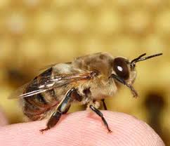 Rezultat iskanja slik za čebelji roj v zraku slike