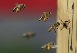 Rezultat iskanja slik za lačne čebele slike