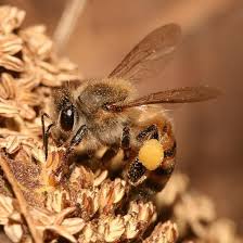 Rezultat iskanja slik za čebele slike