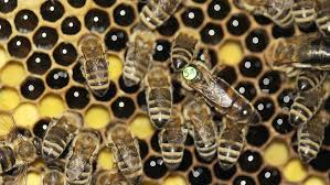 Rezultat iskanja slik za stres pri čebelah slike