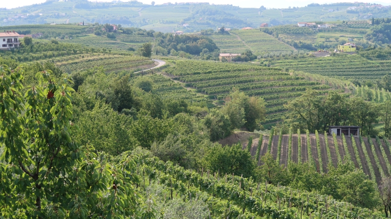 
				Brda so prvo slovensko vinarsko-turistično območje 			