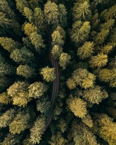 Redwood forest in northern California ~ drone photography by Colby Moore #road