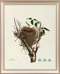 Bird Nest Print 35 Beautiful 8X10 Antique Art Room by PictureHome, $10.00