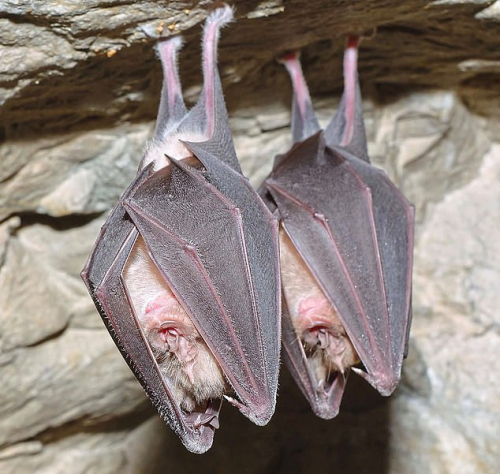 Bats have been linked with seven major epidemics over the past three decades