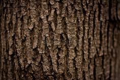 Dark Tree Bark Texture. With strong veins , #SPONSORED, #Bark, #Tree, #Dark, #veins, #strong #ad