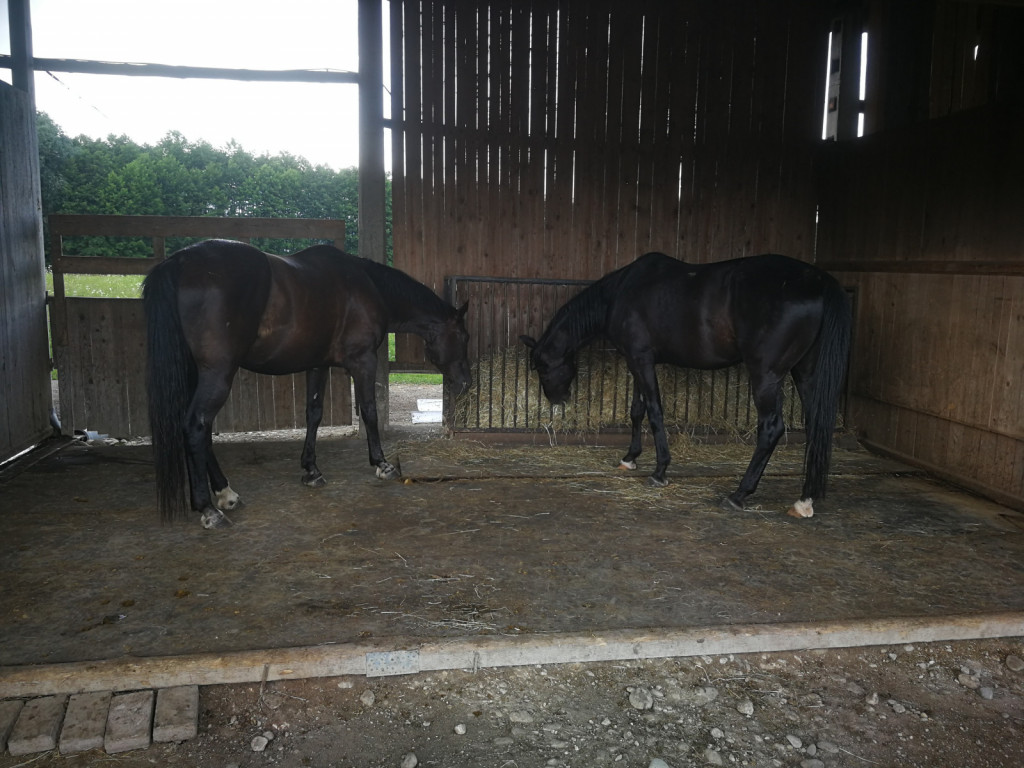 
				Vodilni konj v čredi (na levi) je dovolil novemu konju (na desni) hranjenje na isti krmilni postaji.			