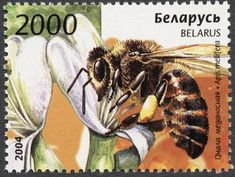 Stamp: European Honey Bee (Apis mellifera) (Belarus) (Bees, Wasps, Bumblebees) Mi:BY 551,AFA:BY 532,WAD:BY041.04,BLR:BY 569