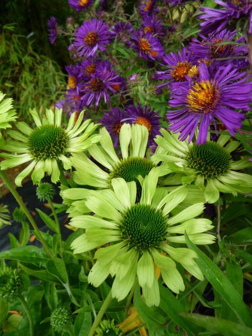 Rudbeckia Aster Echinacea