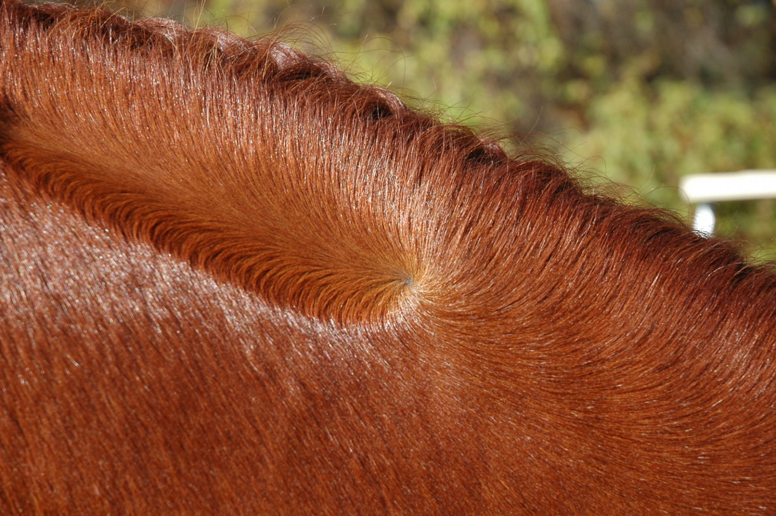 
				Za večino konj je značilen pojav vrtincev približno na sredini vratu.<br>
			