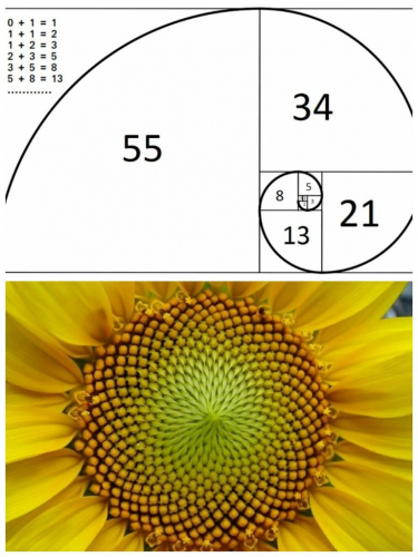 The spiral shapes of sunflowers follow a Fibonacci sequence ...