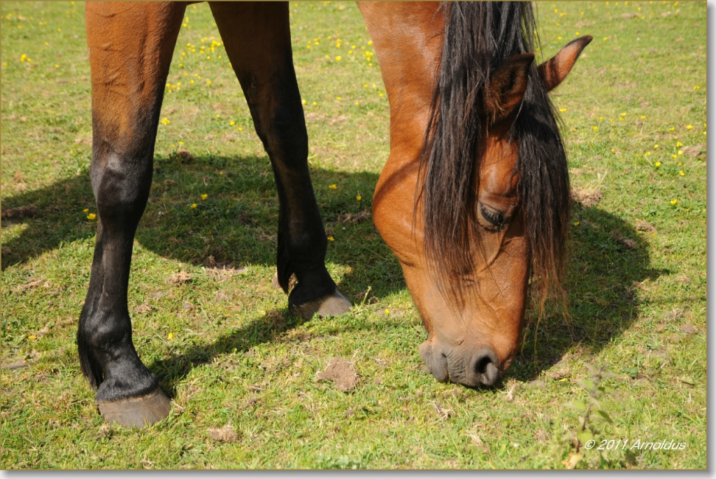 
				Konji travo popasejo čisto do tal, kar škoduje rastlinam in vodi do erozije prsti. Temu se lahko izognemo z uvedbo rotacijskega sistema paše.			