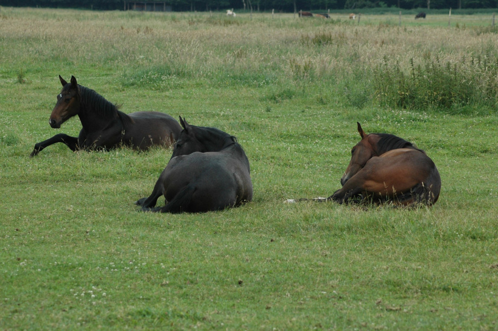 
				Konj lahko v REM-fazo spanja vstopi šele, ko leže.			