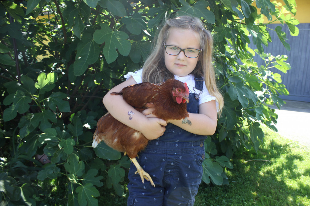 
				Klara ima od vseh živali na kmetiji najraje prav kokoši			