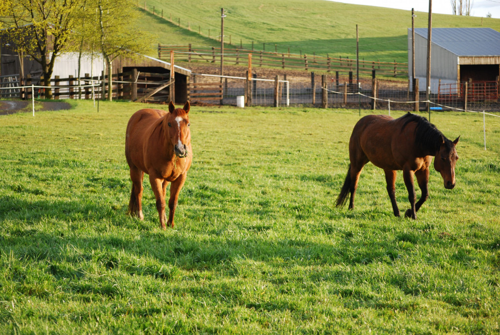 
				Za ohranjanje zdravja je bistveno, da šolskim konjem omogočamo preživljanje časa zunaj, v družbi vrstnikov.			