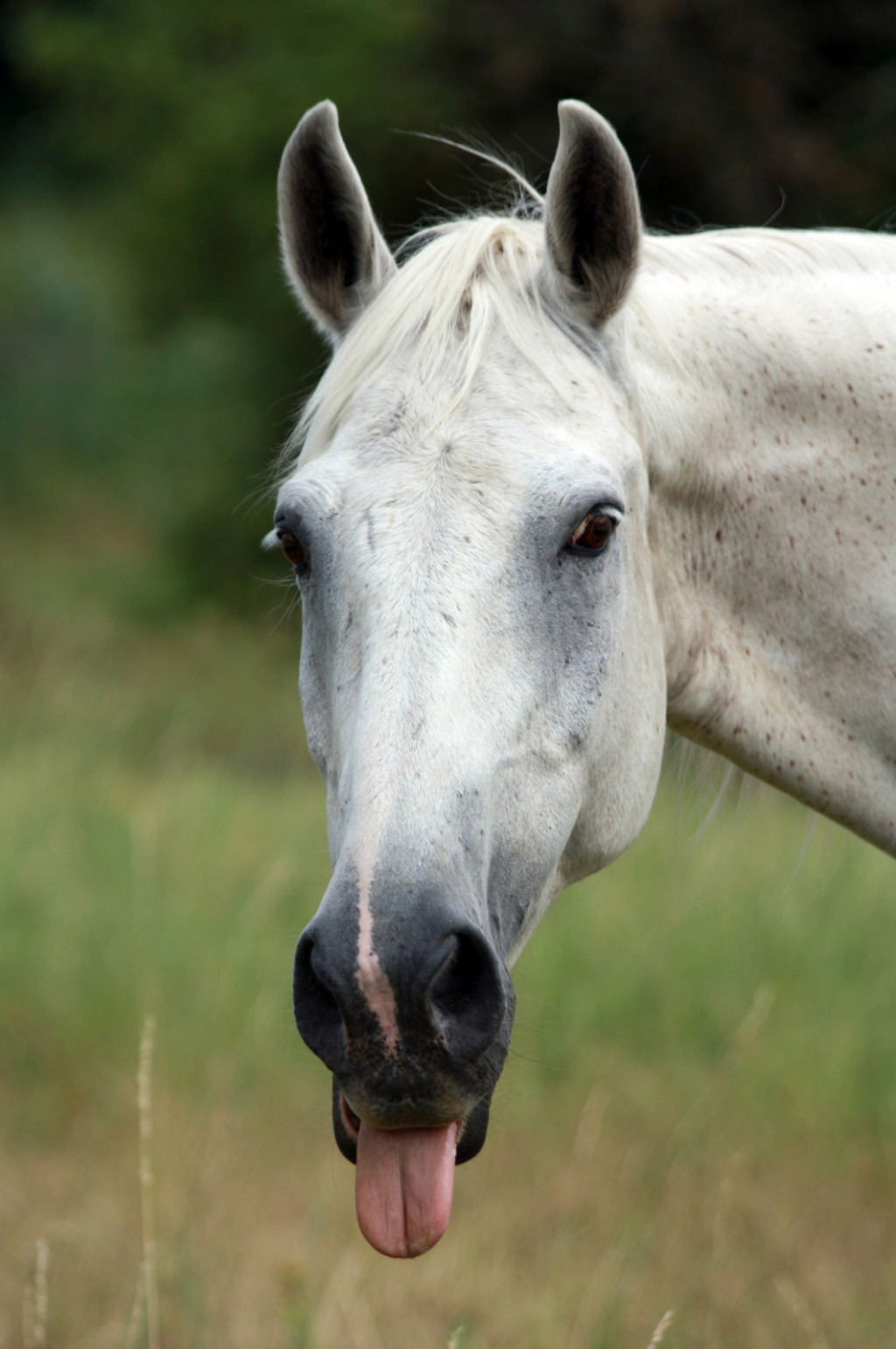 
				Oblizovanje in žvečenje nam lahko veliko povesta o konjevem psihičnem stanju.			