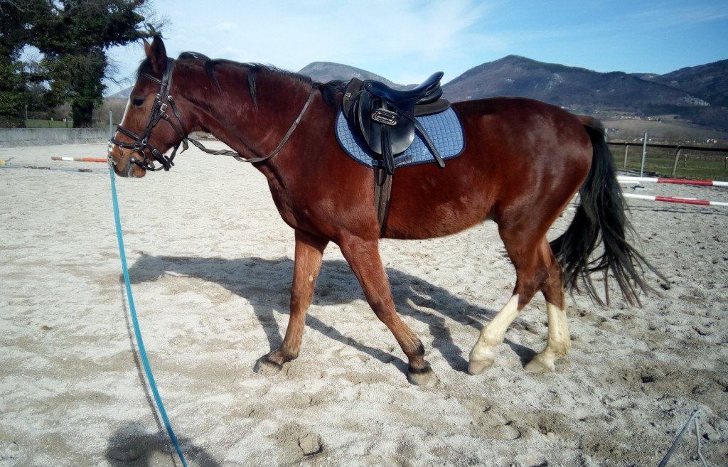 
				Kaveson, nameščen nad uzdo z brzdo in varno fiksirane vajeti pri lonžiranju mladega konja z namenom ogrevanja in sproščanja pred jahanjem.			