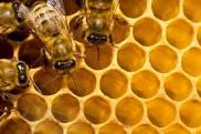 Rezultat iskanja slik za čebele slike