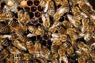Rezultat iskanja slik za opravljanje čebel slike