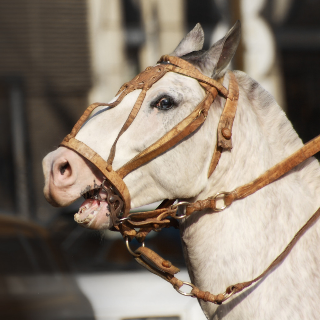 
				Neupoštevanje konjevih sporočil o neudobju in bolečini privede do njegovega umika, neodzivnosti ali celo otopelosti. 			