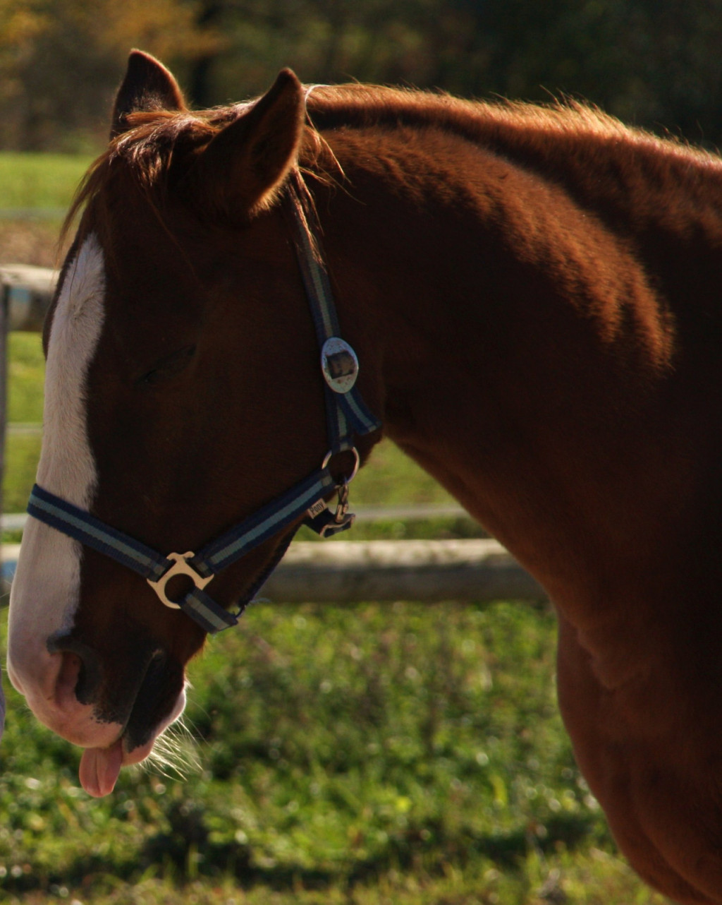 
				Viden del jezika pri konju lahko pomeni zdravstvene težave.			