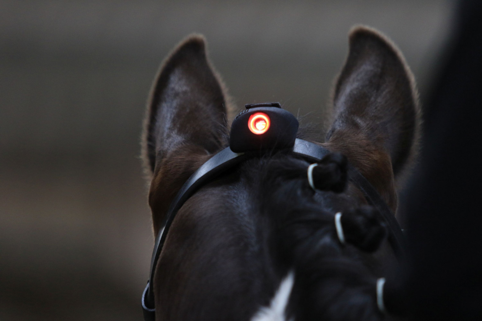 
				Ko zasveti rdeča luč, jahač ve, da je konjeva glava v nepravilnem položaju.			