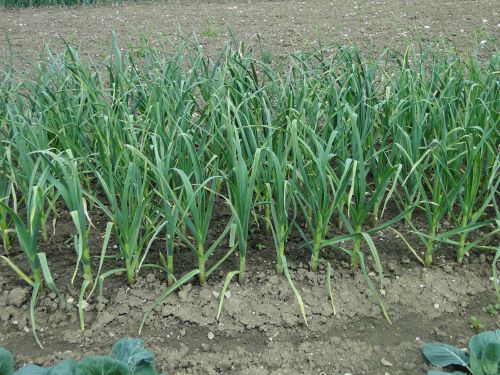 				Za uspešno pridelavo je pomembna primerna sadilna razdalja. 			