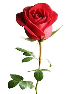 Discover what makes the #rose the most sought after #Valentine's Day flower.