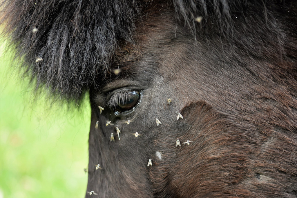 
				Nekatere vrste muh se rade zadržujejo v kotičkih konjevih oči in tam odlagajo bakterije in umazanijo ter povzročajo težave. 			