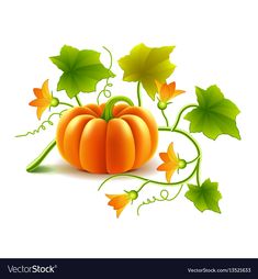 Growing pumpkin plant isolated on white Royalty Free Vector