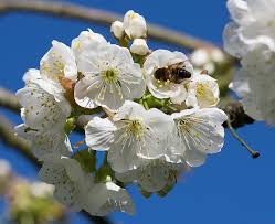 Brezplačna fotografija: čebela, opraševalec, češnja, iskanje hrane, bele  rože, narave | Hippopx