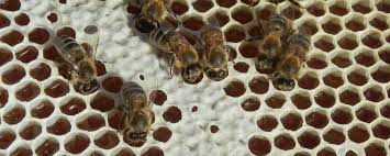 Dokumenti - Udruga pčelara Pula