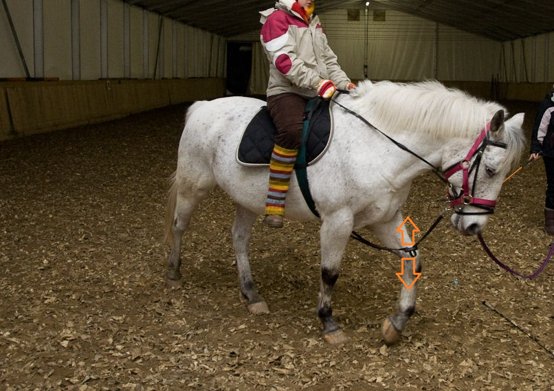 
				Konji pogosto bežijo od togega delovanje fiksne vajeti, pripete med sprednjima nogama, tako, da zavzamejo držo glave za vertikalo, bližje prsim. Takšna drža ustvarja veliko napetosti v vratu (C2-C3) in povzroča še večji prenos teže na sprednji del konja. Ponavljajoči se pritiski zaradi poskakovanja fiksne vajeti (oranžni puščici) pa delajo konja še manj občutljivega na usta. Tudi konjevo vidno polje je manjše.			