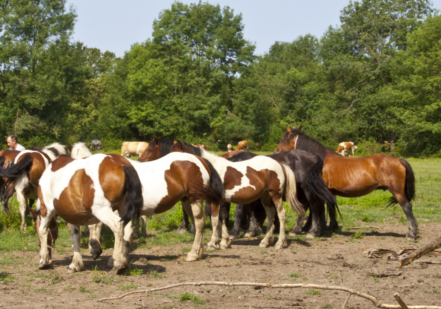 
				Lisavost je dominantna lastnost, ki se hitro razširi v populaciji konj.			