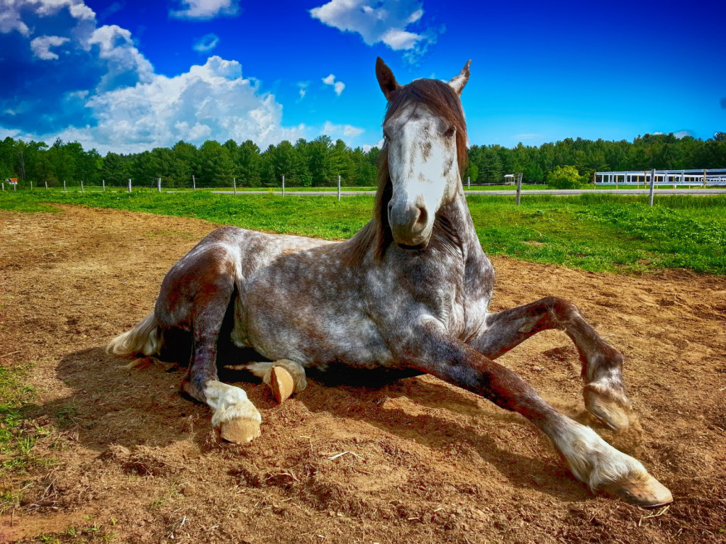 
				Nenavadno vedenje in gibanje konja je lahko vzrok za skrb in prvi klinični znak, ki ga lastnik opazi.			