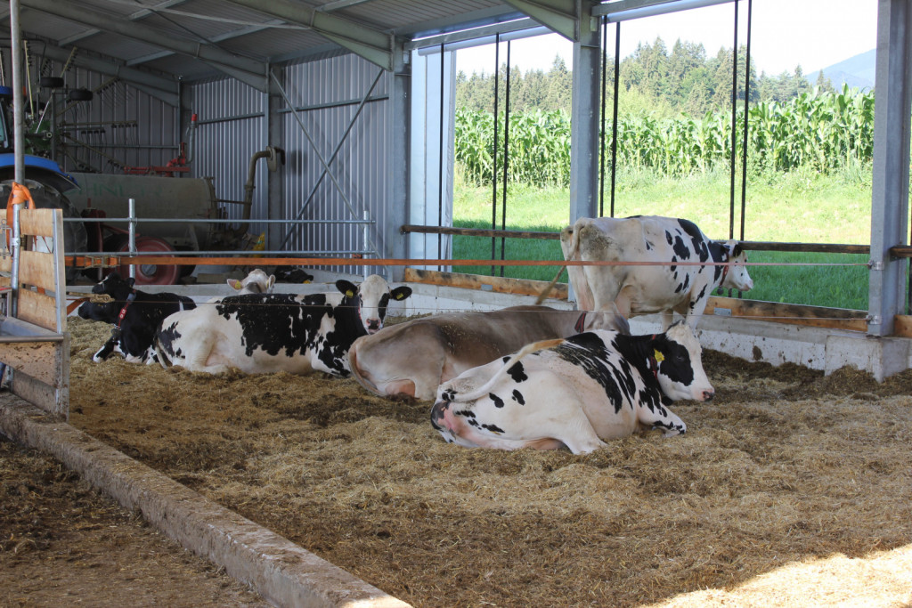 
				Porodnišnica, ki presušenim kravam nudi največje udobje. Vsaka krava ima v njej na voljo 15 m². Kot pravi Gregor je zanimivo, da molznice potrebujejo več svetlobe in imajo ponoči luč zaradi molznega robota, presušene krave pa potrebujejo mir in temo in to jim zdaj lahko zagotovijo.			