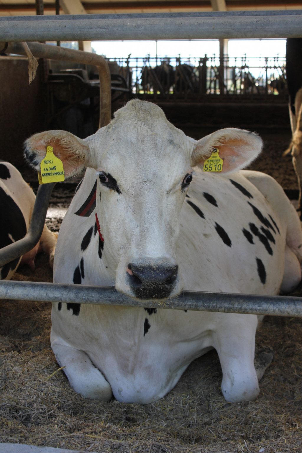 
				Krava Buki je v 2. laktacji namolzla 16.672 kg mleka s 3,57 % maščobe in 3,24 % beljakovin. 			