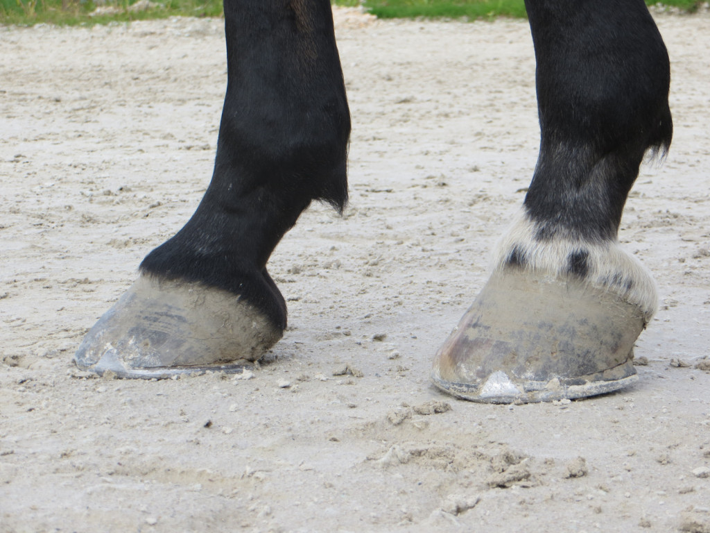 
				Nikar ne pozabimo pozorno pregledati konjevih kopit, ta nam lahko povedo ogromno o tem, kako konj uporablja svoje telo.			