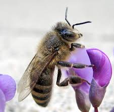 13 Cool Photos of Bees | Light Stalking
