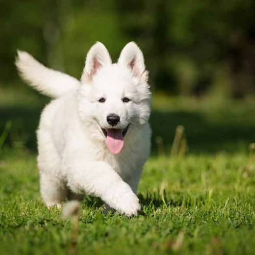 The White Swiss Shepherd (The Berger Blanc Suisse), perhaps one of the most beautiful specimens of dogs that exists. He is considered an extremely beautiful dog, a good companion at home and very useful in various areas to which he is subject.