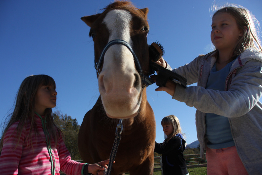 
				Krtačenje konj je terapevtsko za ljudi in za konje.			