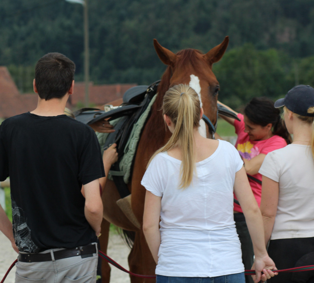 
				Protiplašnostni treningi konj so pomembni za varno izvedbo vaj. 			